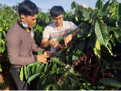 Sustainable farming method helps raise Bahnar ethnic farmers’ coffee to international stand