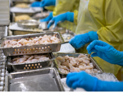 Shrimp exports to rise 15 pct