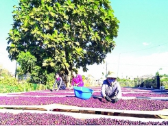 Coffee exports will flourish this year
