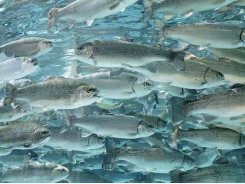 Tổ chức phúc lợi động vật lớn nhất của Mỹ đưa ra tiêu chuẩn nuôi trồng thủy sản