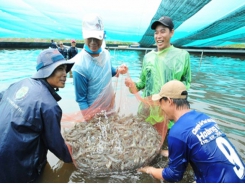 Bạc Liêu should focus on hi-tech shrimp farming: deputy minister