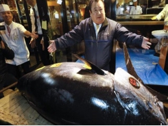 Cá ngừ vây xanh và bài học từ ngành thủy sản chất lượng cao Nhật Bản