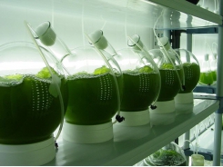 Những tiến bộ trong sản xuất các sản phẩm vi tảo giá trị cao