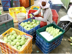 Đồng Tháp produces high-quality mangoes to meet export requirements