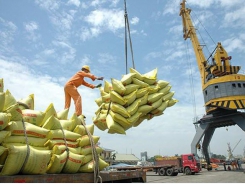 Vietnam asserts its rice brand in demanding import markets