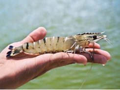 Japan lifts inspection on black tiger shrimp from India