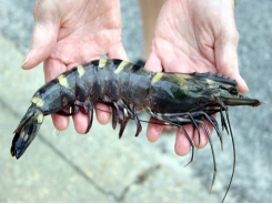 Minh Phu’s next big bet is on organic black tiger shrimp