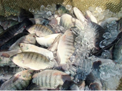 Indian institute develops indigenous hatchery technology for grey mullet