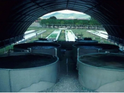 Cha đỡ đầu của hệ thống aquaponics