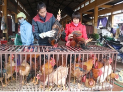 Bac Giang’s chicken raising for Tet: quality is better than quantity