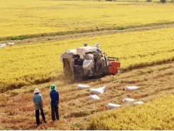 Agricultural sector improves value of Vietnamese rice