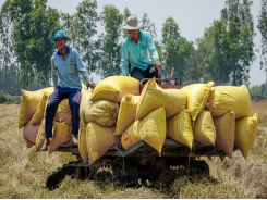 Rice exports rise despite stockpiling amid pandemic