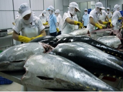 Vietnam's tuna exports to US increase