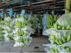 SBT exports South American bananas to South Korea