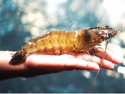 Kona Bay offers distinct lines of shrimp to optimize shrimp quantity