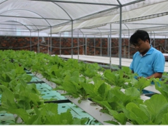 Ho Chi Minh City eyes modern, sustainable urban farming