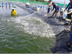 Multi-benefits of microbial products in shrimp farming