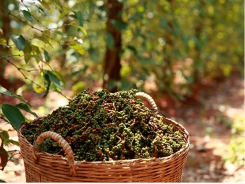 Pepper exports recover but price unstable