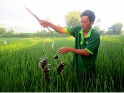 Phòng, chống chuột hại cây trồng