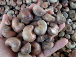 More than USD 4 billion is spent to import raw cashews