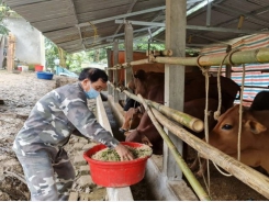 Đàn gia súc cho thịt thơm ngon từ chăn nuôi hữu cơ
