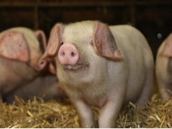 Tìm cách bảo tồn giống lợn Lop tai cụp quý hiếm của Anh