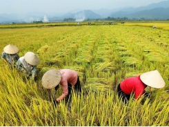 The US market - So much room for Vietnamese agriculture