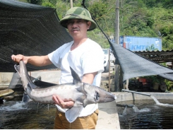 Promoting sales of cold-water fish in supermarkets