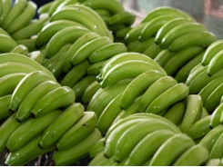 Vietnam’s bananas imported into Japan continue to increase sharply