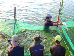 Quản lý chất lượng nước trong ao nuôi cá nước ngọt
