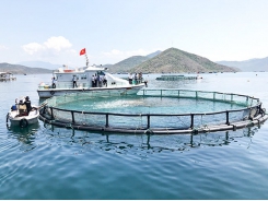 Developing marine aquaculture into a large-scale commodity production industry