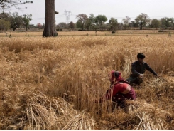 Giá lúa mì thế giới tăng cao, Ấn Độ chớp cơ hội xuất khẩu