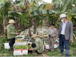 Hanoi creates codes for banana growing areas