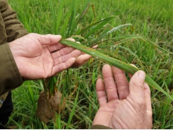 The truth about pest-resistant rice varieties