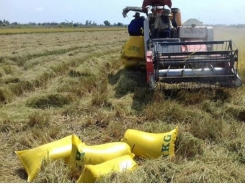 Rice growers making good profits amid difficulties