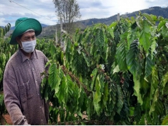 'Bà đỡ' cho nông dân tái canh cà phê