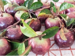 Ke Sach’s purple star apple ready for export