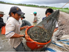 Biological products help reducing diseases, environmental pollution in shrimp farming