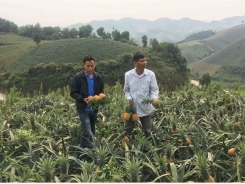 Lao Cai has 'headache' with over 40,000 tons of pineapple per year