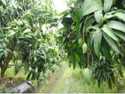 Canh tác hiệu quả cây xoài Đài Loan