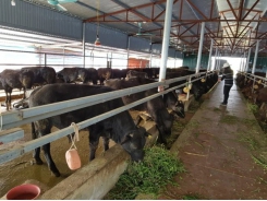 Potential and advantages of raising beef and dairy cattle of Hanoi