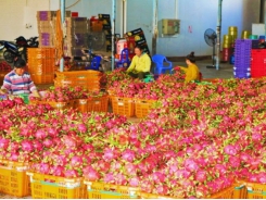 Encourage dragon fruit exporting by sea