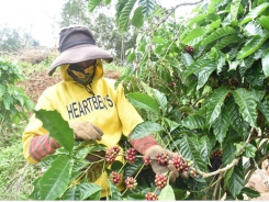 Central Highlands district develops high-quality coffee growing areas