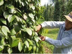 Measures taken to develop Chu Se pepper industry sustainably