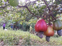 Two records of the cashew industry
