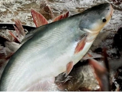 Pangasius export to Russia increased by 83%