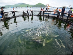 Businesses urged to invest in marine farming