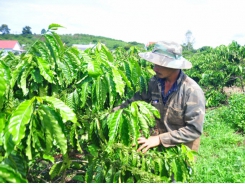 Coffee replanting, the effectiveness of the VnSAT credit fund