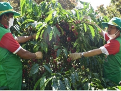 VnSAT builds the sustainable coffee value chain