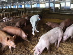 Microbiological products benefit livestock farming